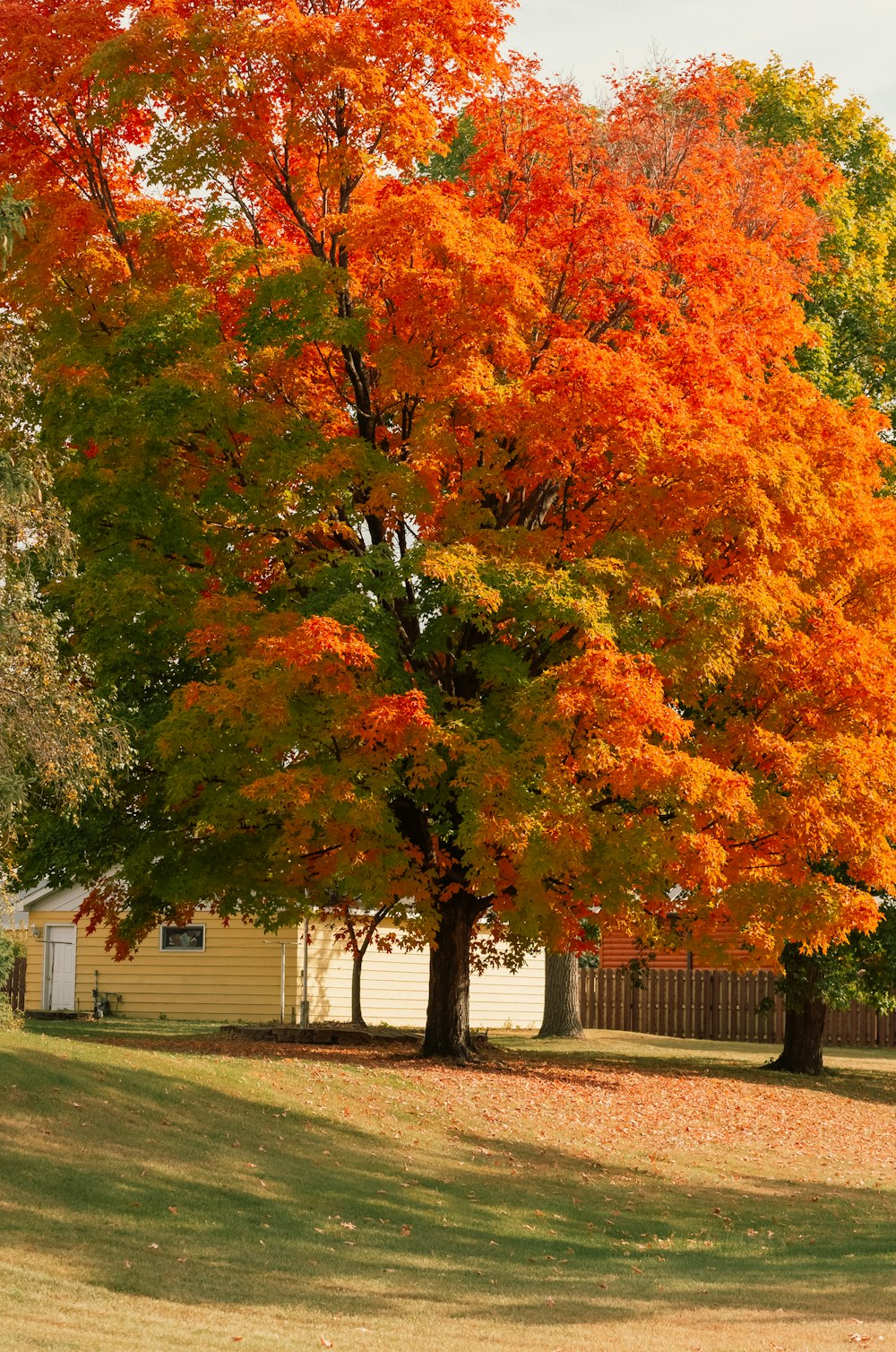 a tree with orange leaves