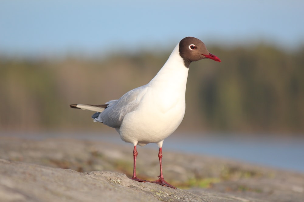 a bird standing on a rock