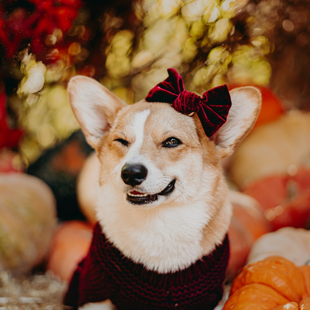 a dog wearing a bow tie