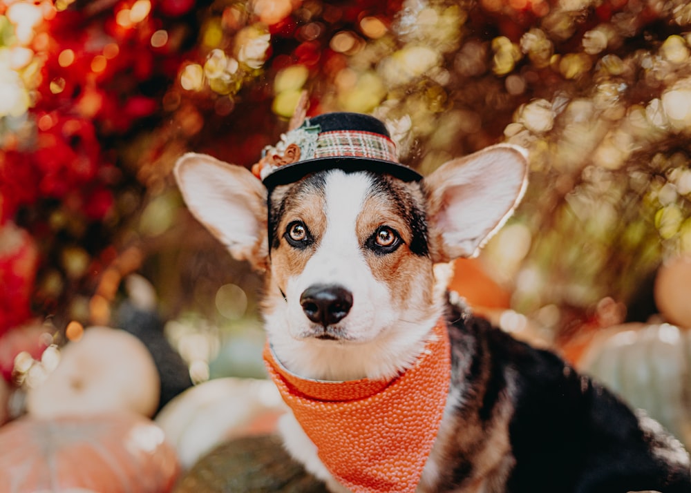 a dog wearing a hat