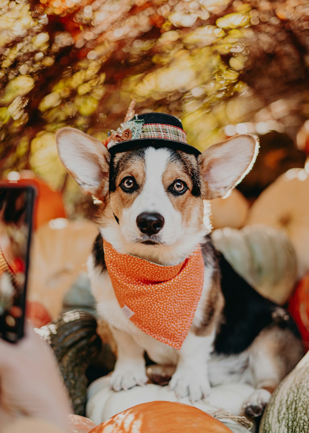a dog wearing a hat