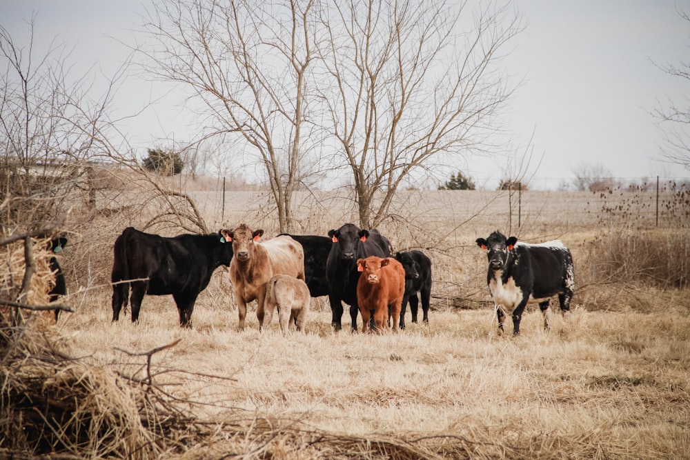 um rebanho de vacas em um campo