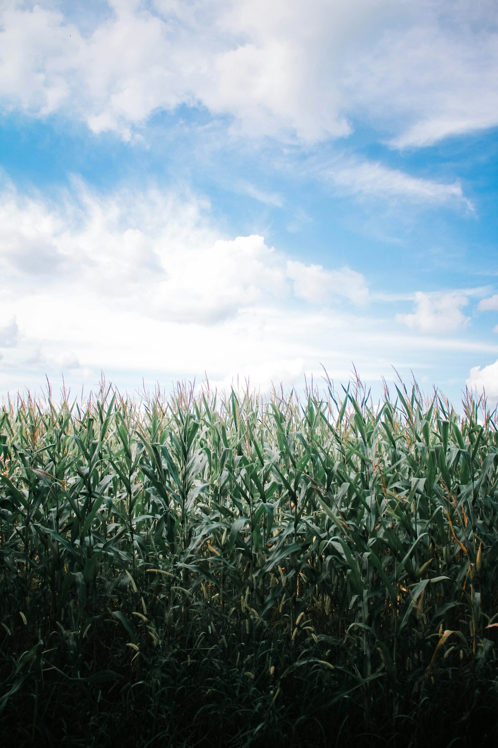 a field of green plants