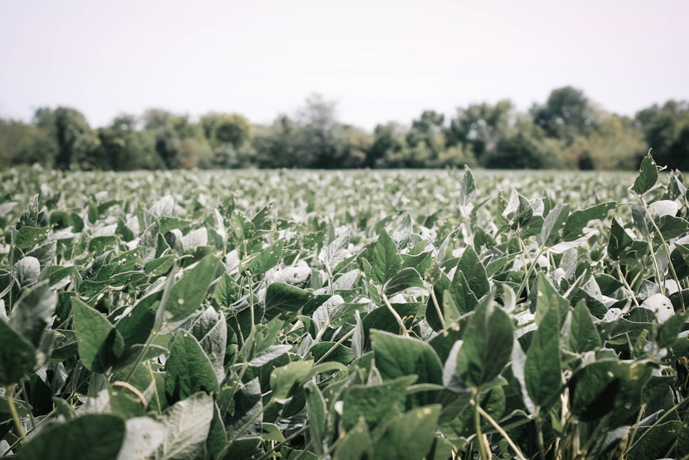 a field of plants