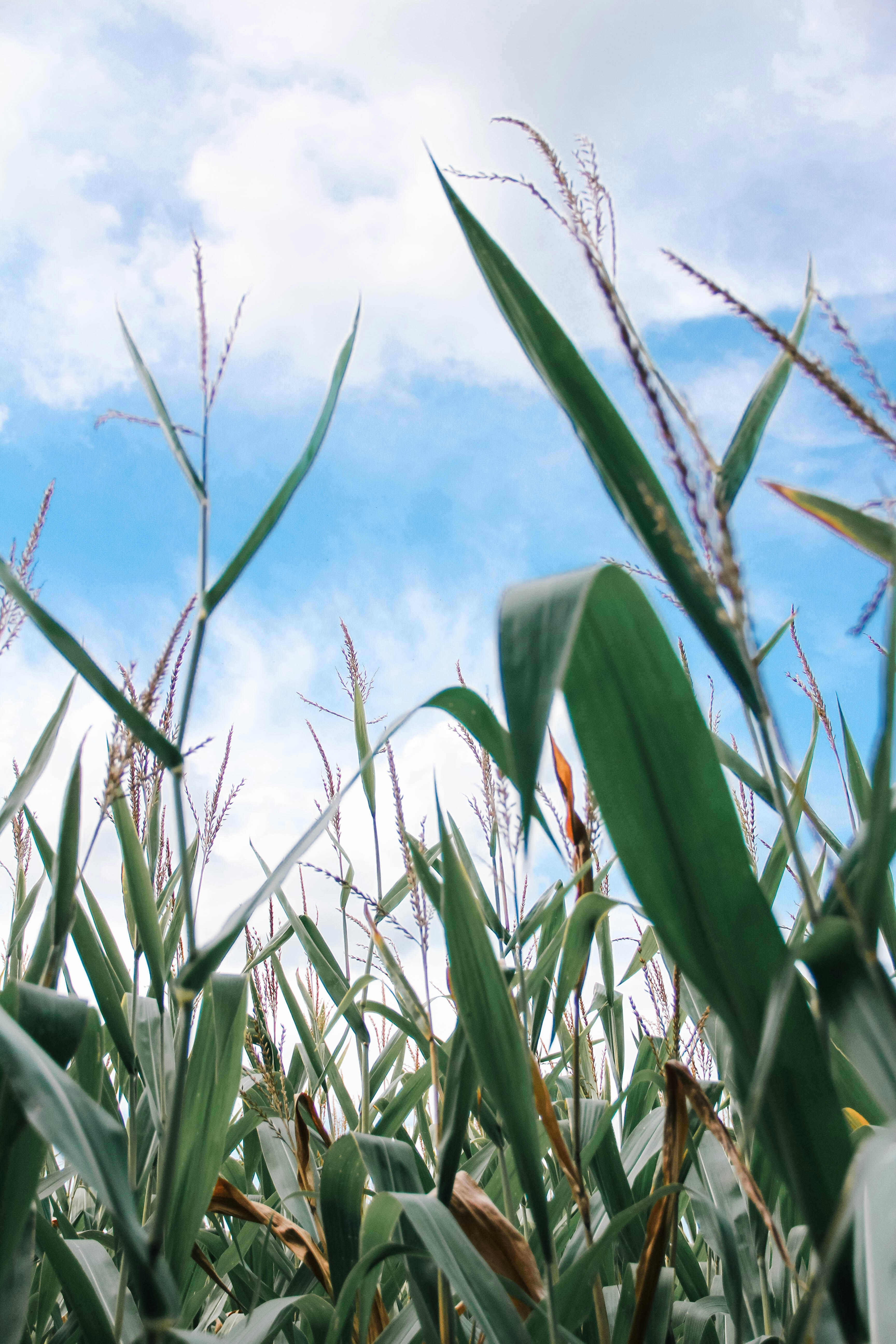 Kansas Crop Progress & Condition Report - July 23