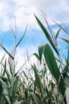 Kansas Crop Progress And Condition