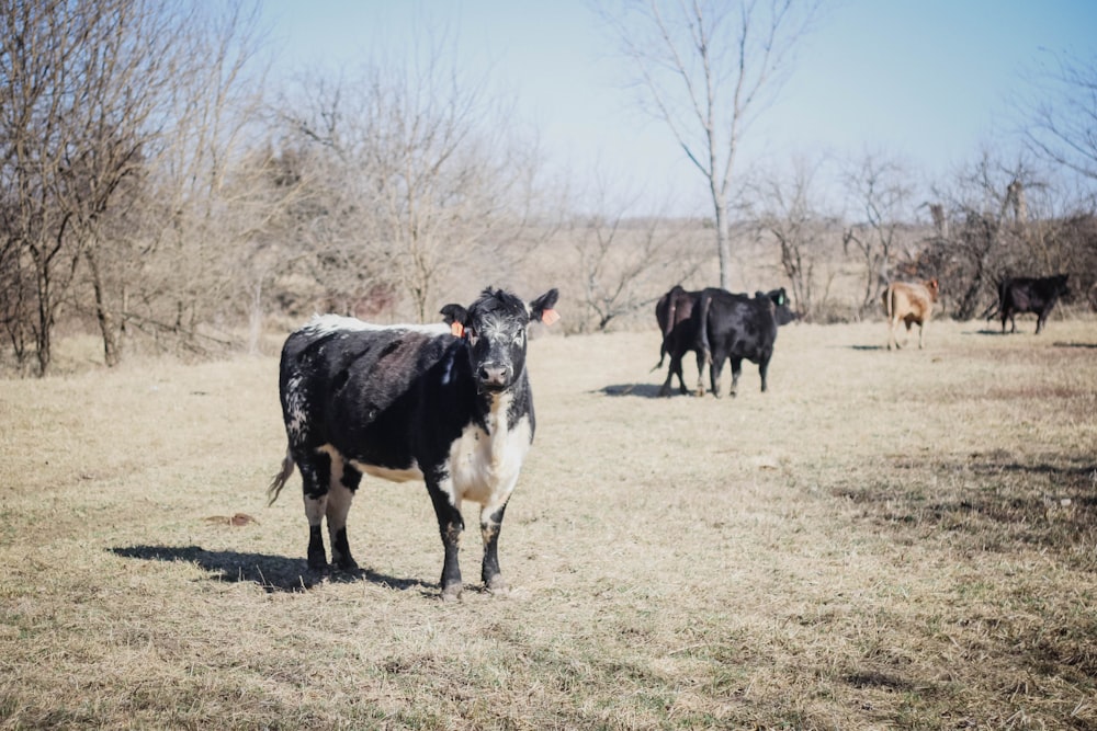 Un gruppo di mucche in un campo