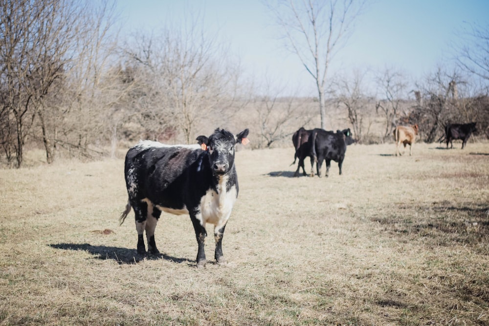 a group of cows in a field