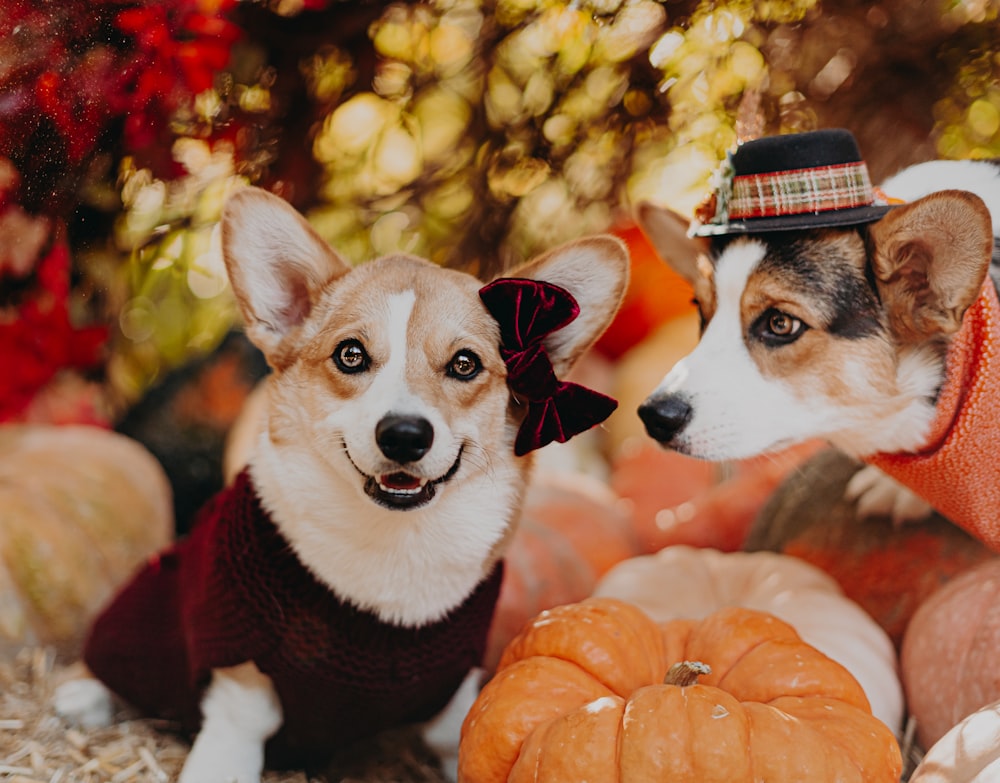 two dogs wearing hats