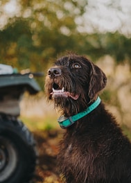 a dog with a green collar