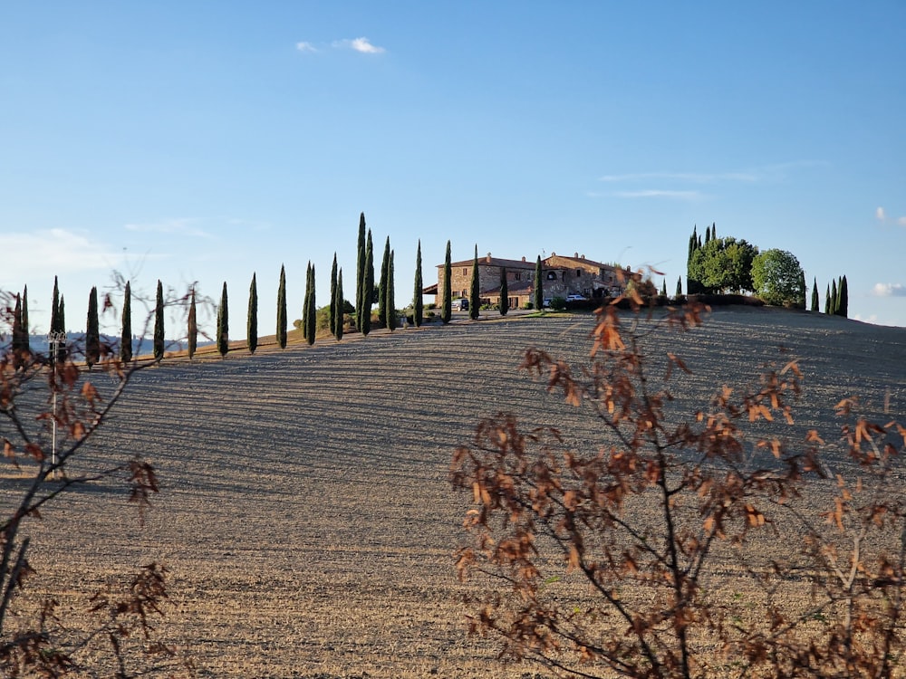 a dirt road with trees on the side