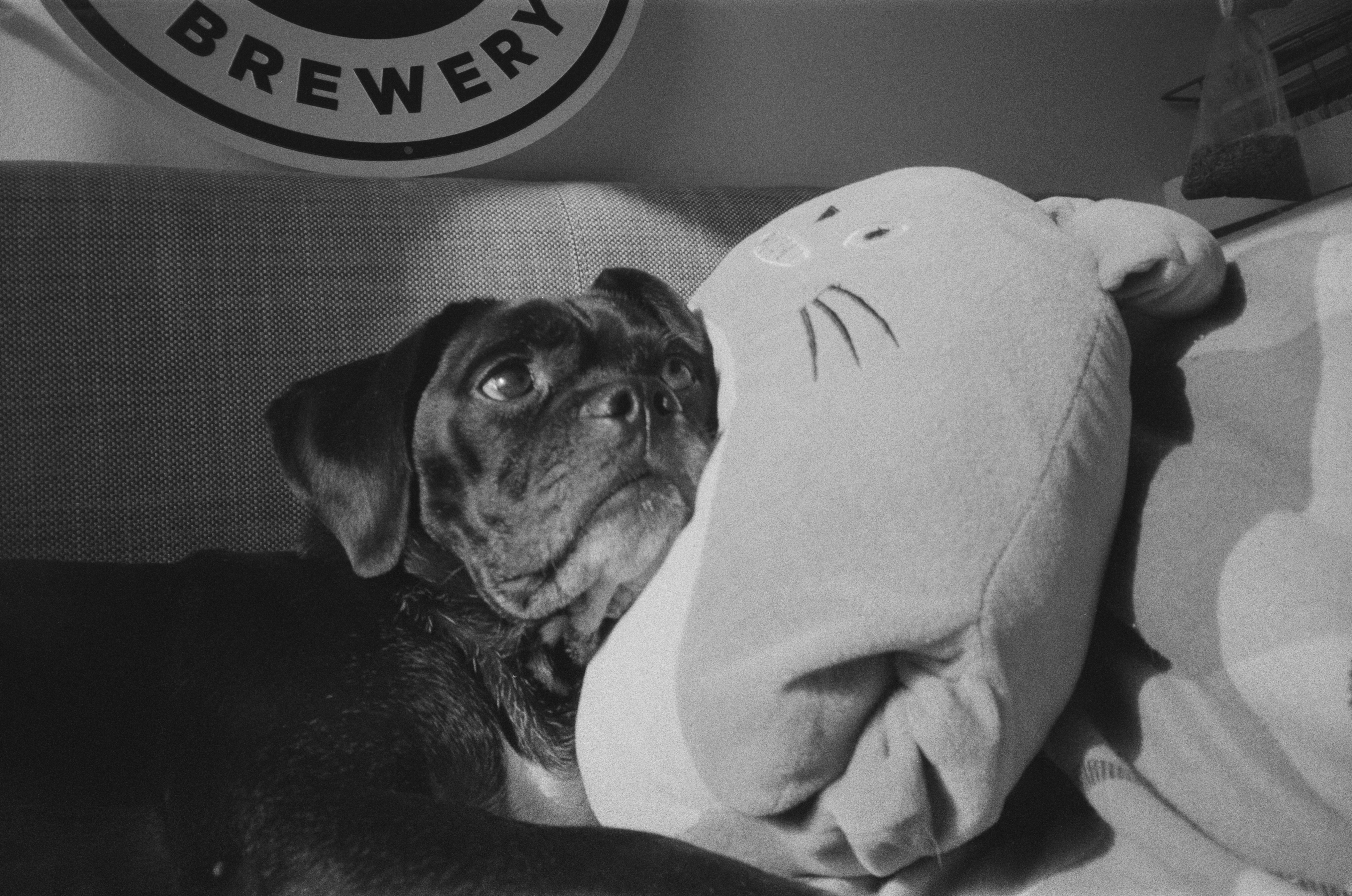 a dog laying next to a stuffed toy