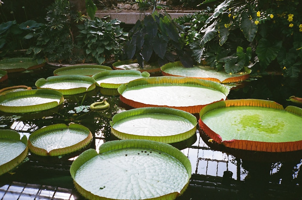 a group of watermelons