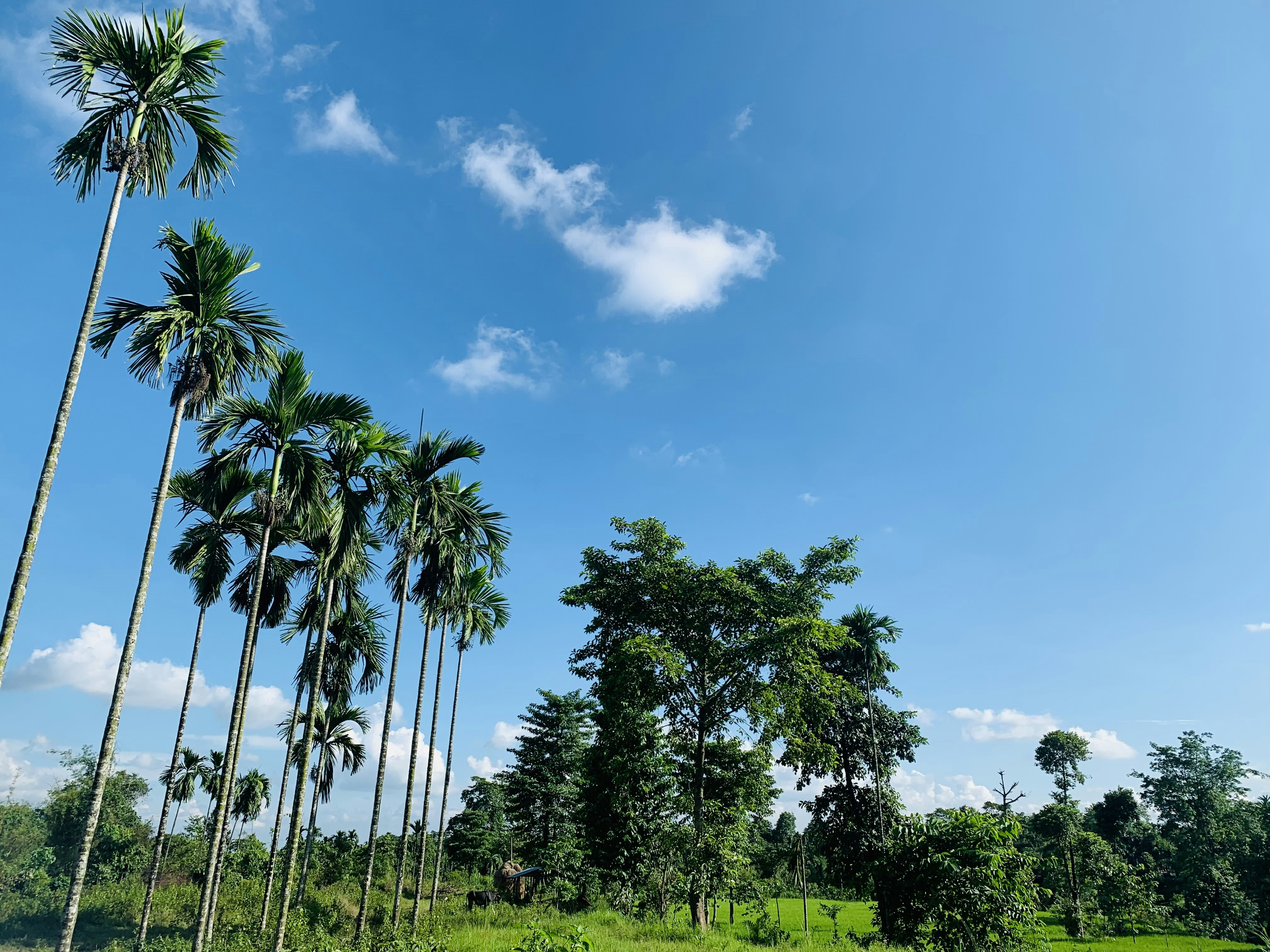 Photo by alokparajuli