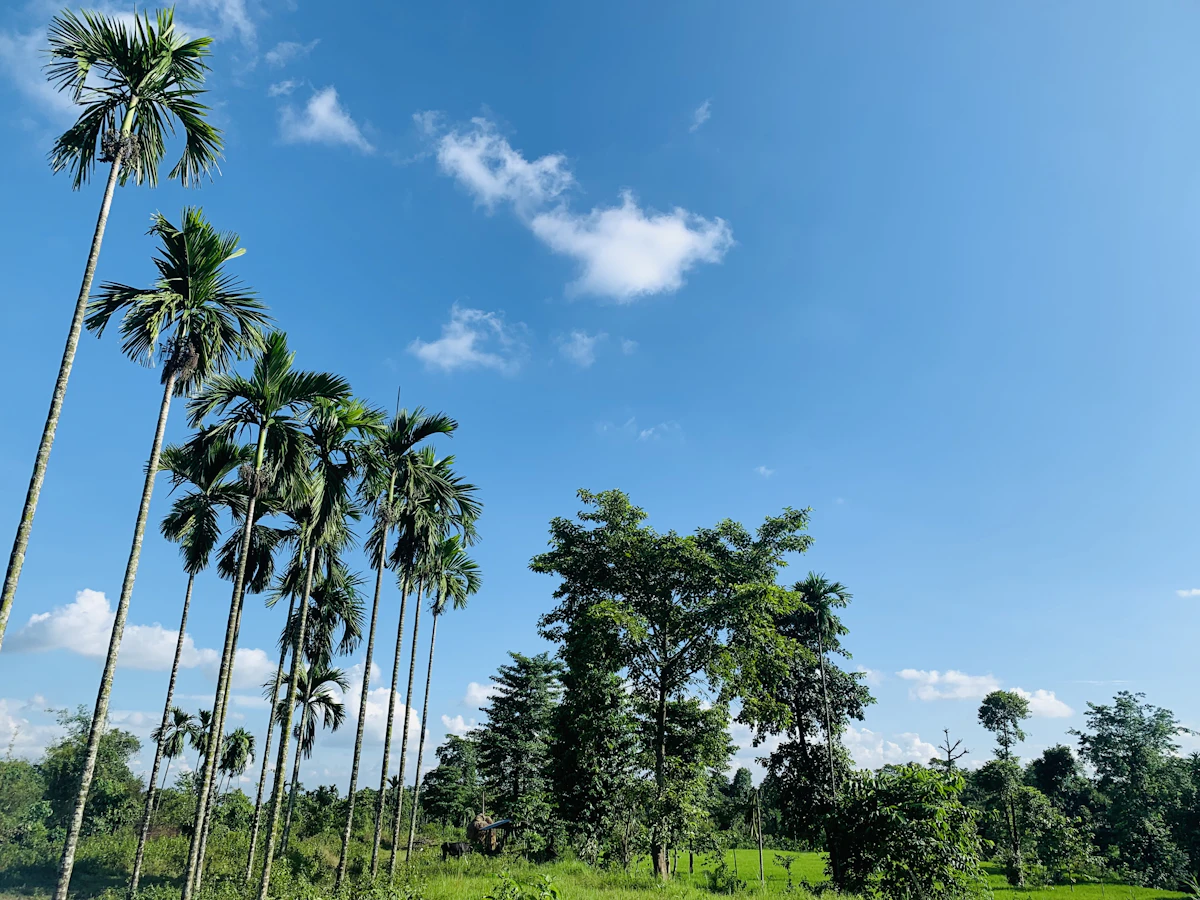 Sustainable palm oil plantation in Indonesia boosting export value 2024
