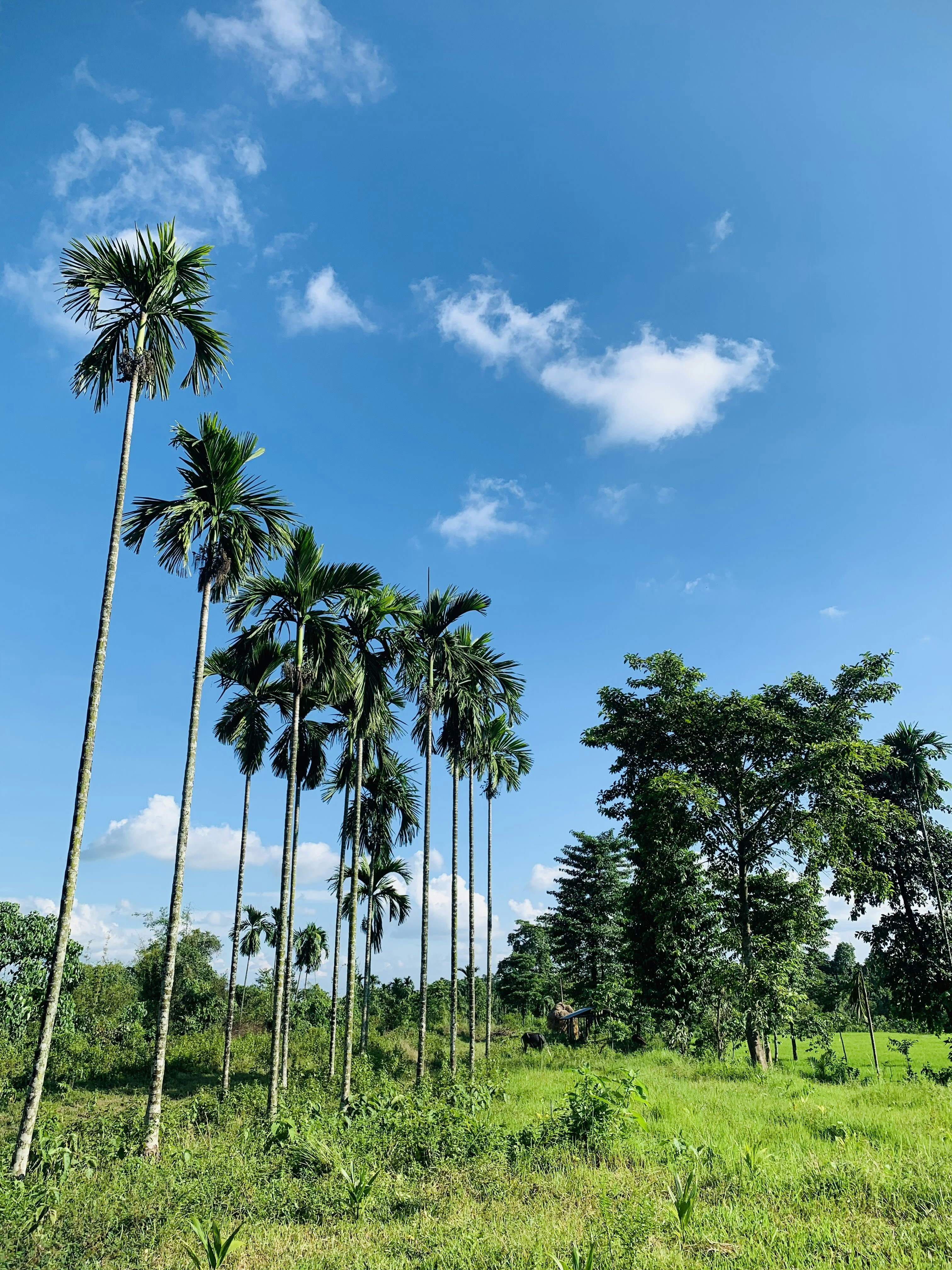 Photo by alokparajuli