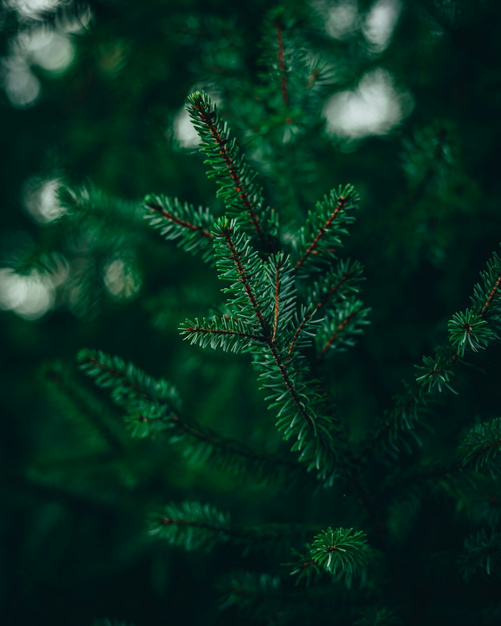 a close up of a pine tree