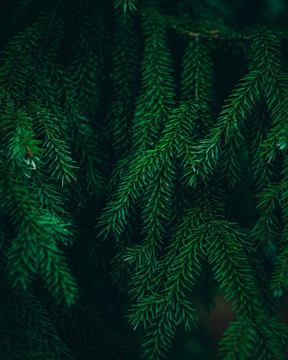 a close up of a tree