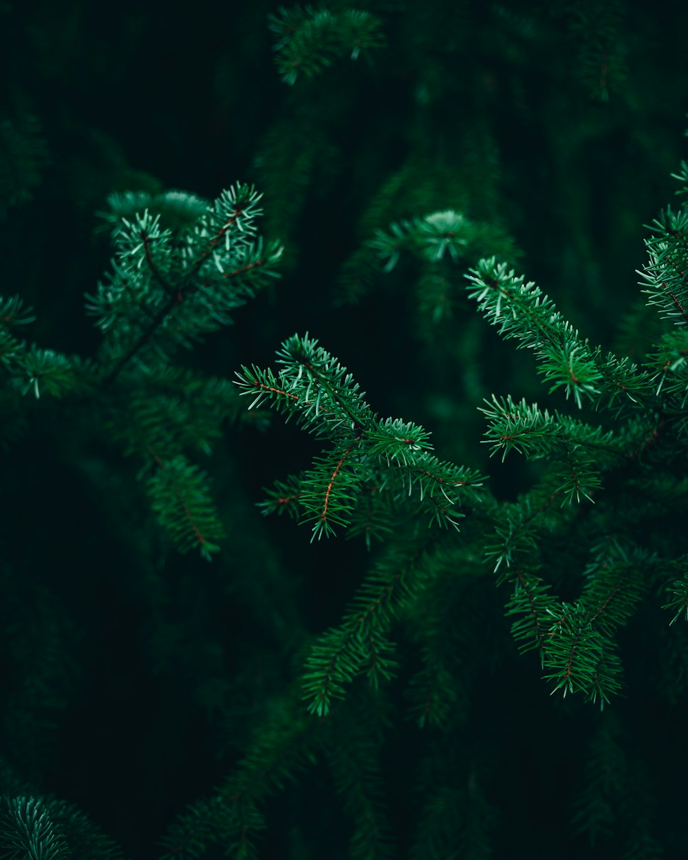 a group of green leaves