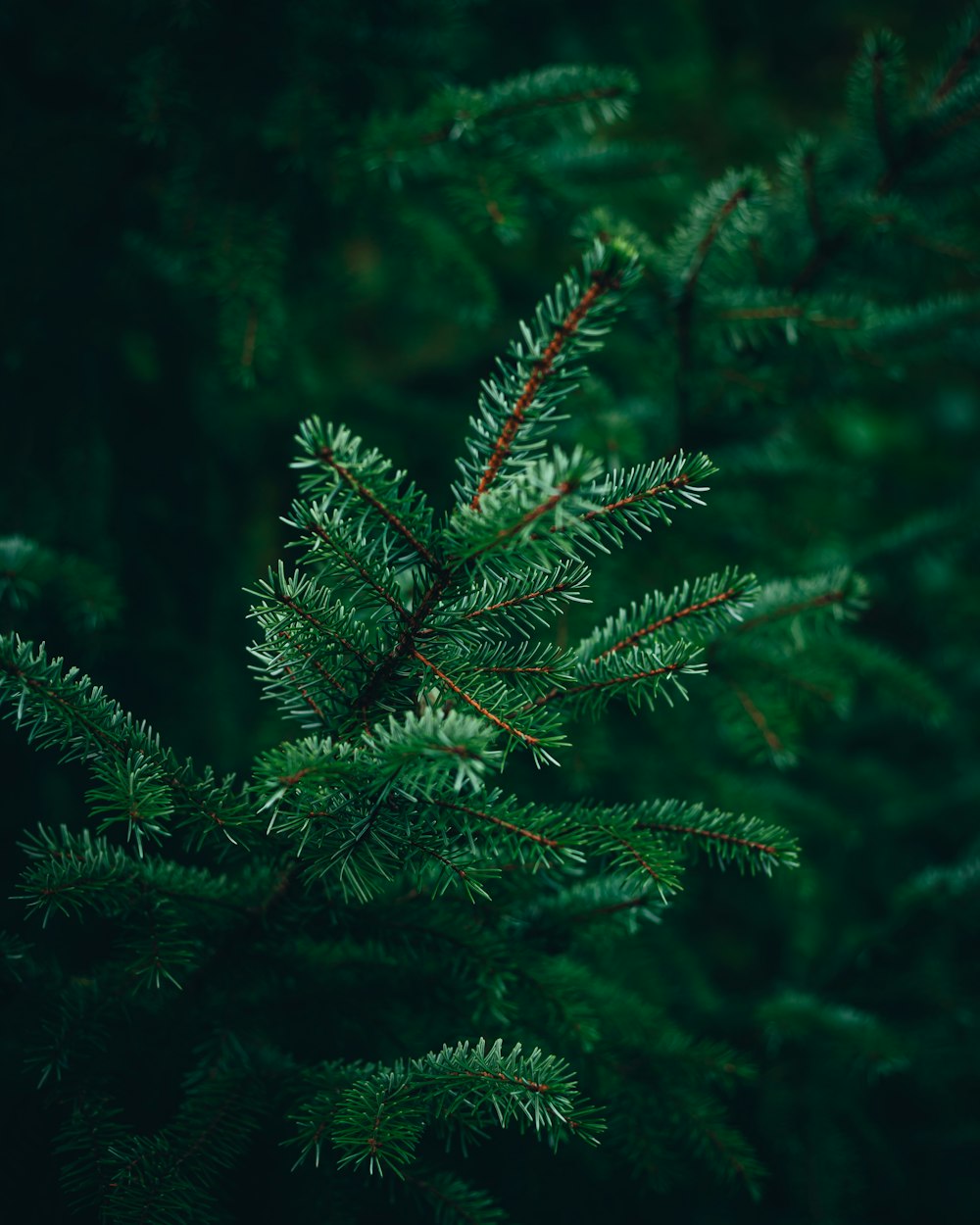 a close-up of a pine tree