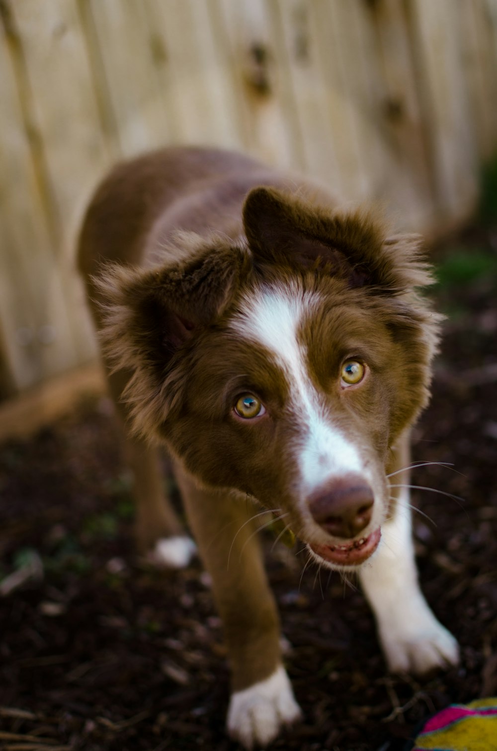 a dog with a sad face