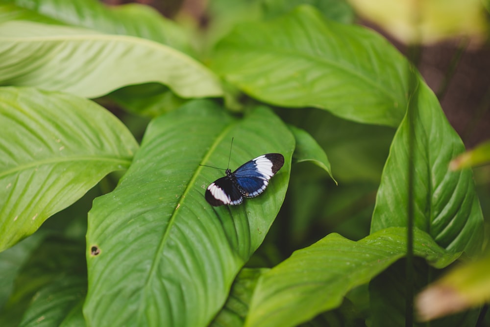 a butterfly on a leaf