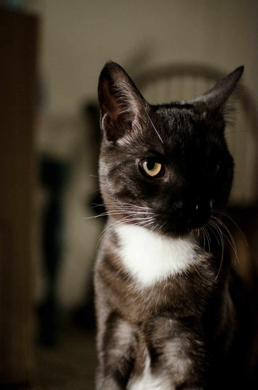 a cat with a white and black fur