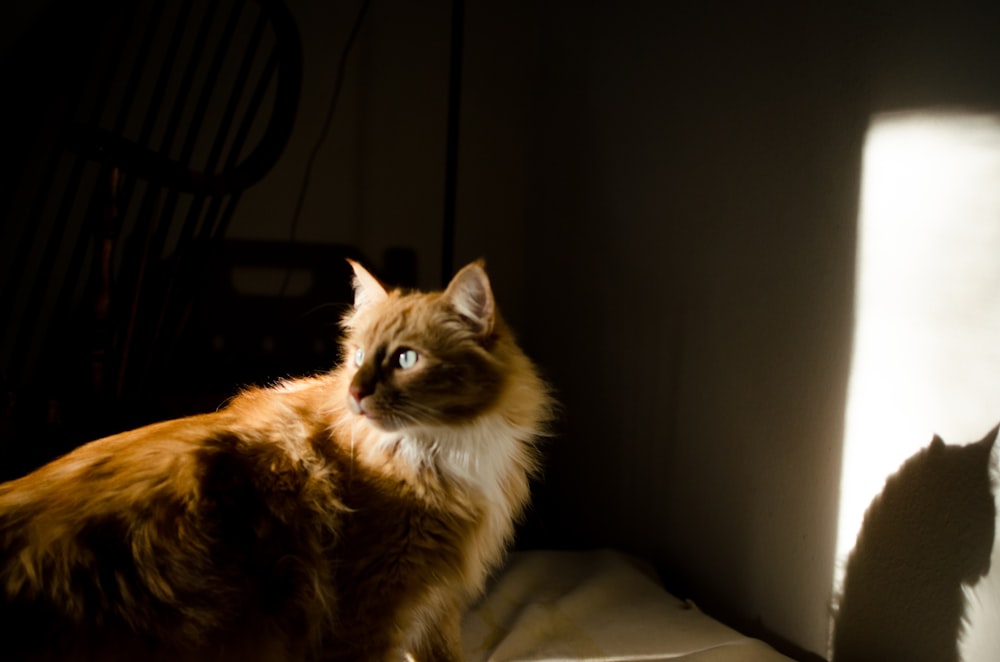 a cat sitting on a bed