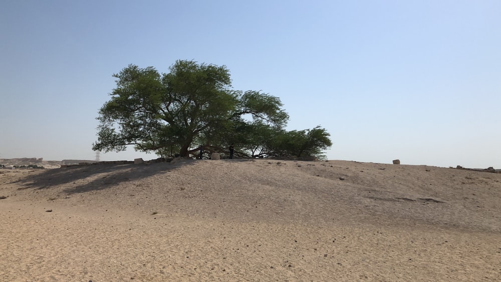 a tree in a dirt field