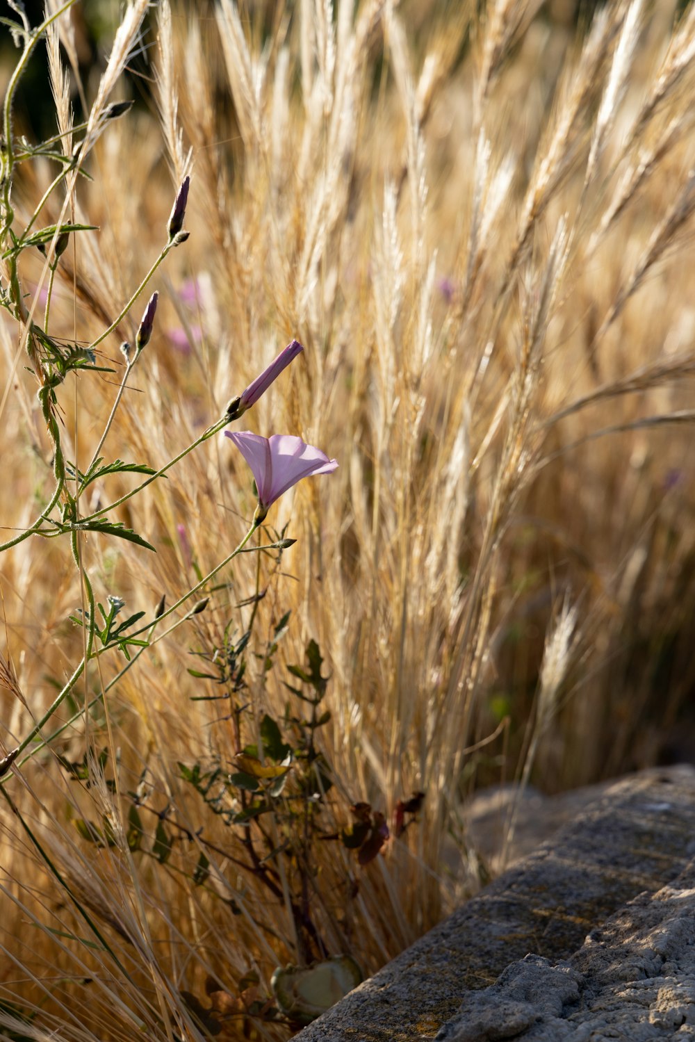 a purple flower in a field