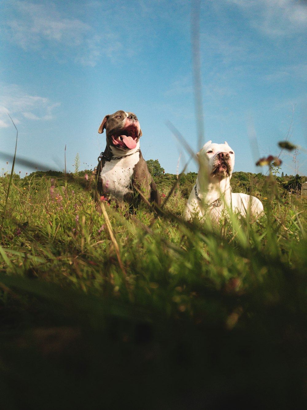 deux chiens assis dans un champ herbeux