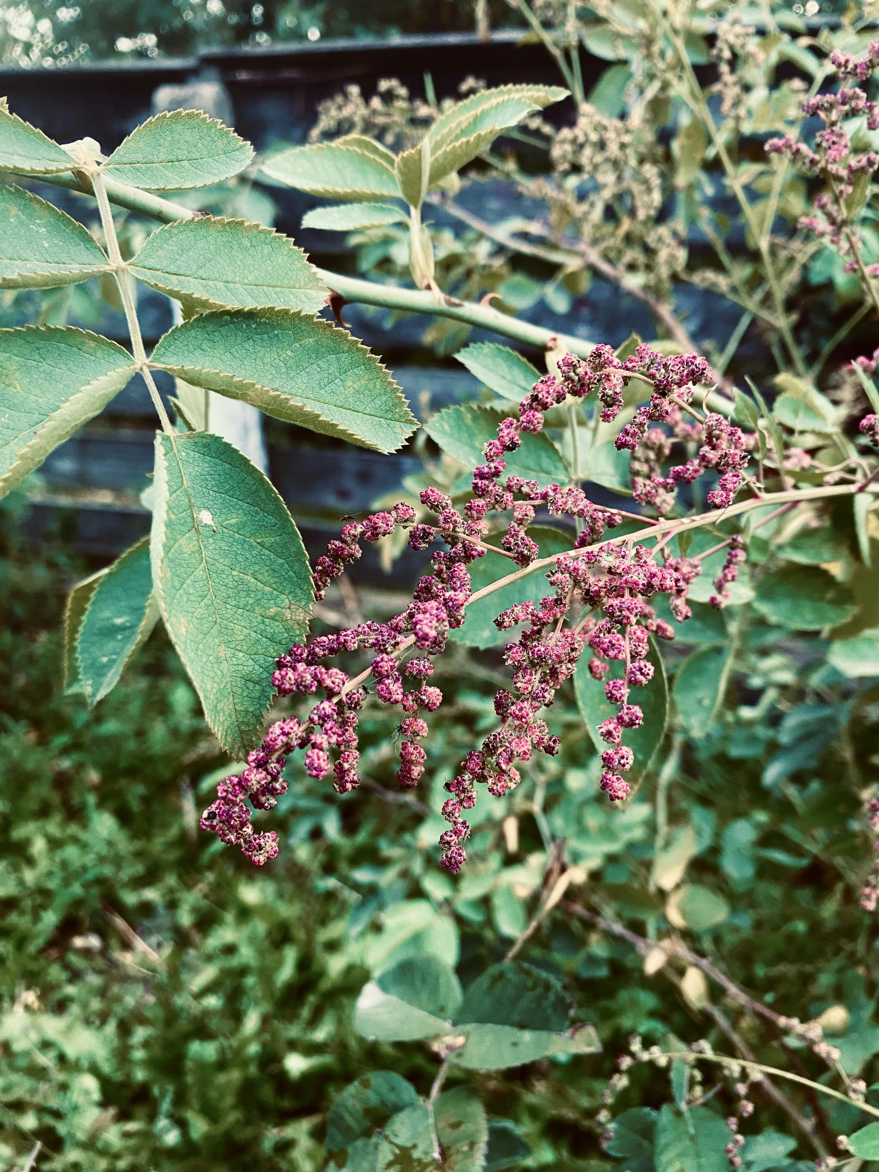 Photo by roxanneblack7