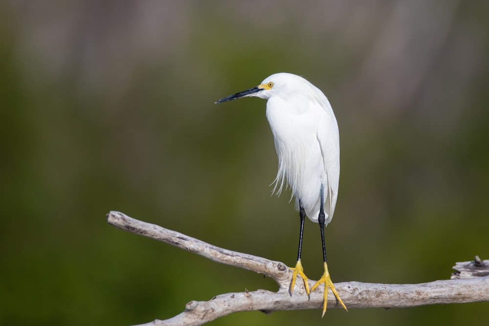 a white bird on a branch