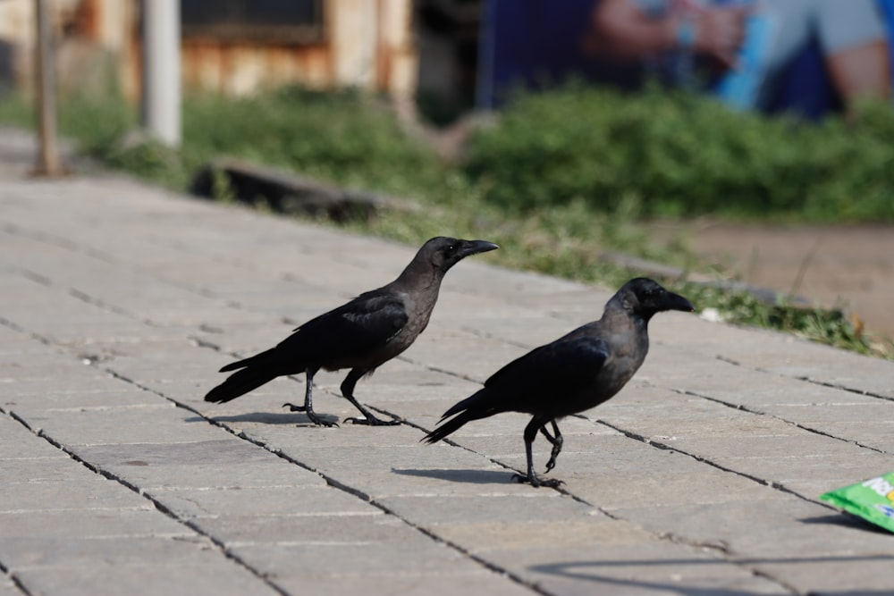 a couple of birds on a sidewalk