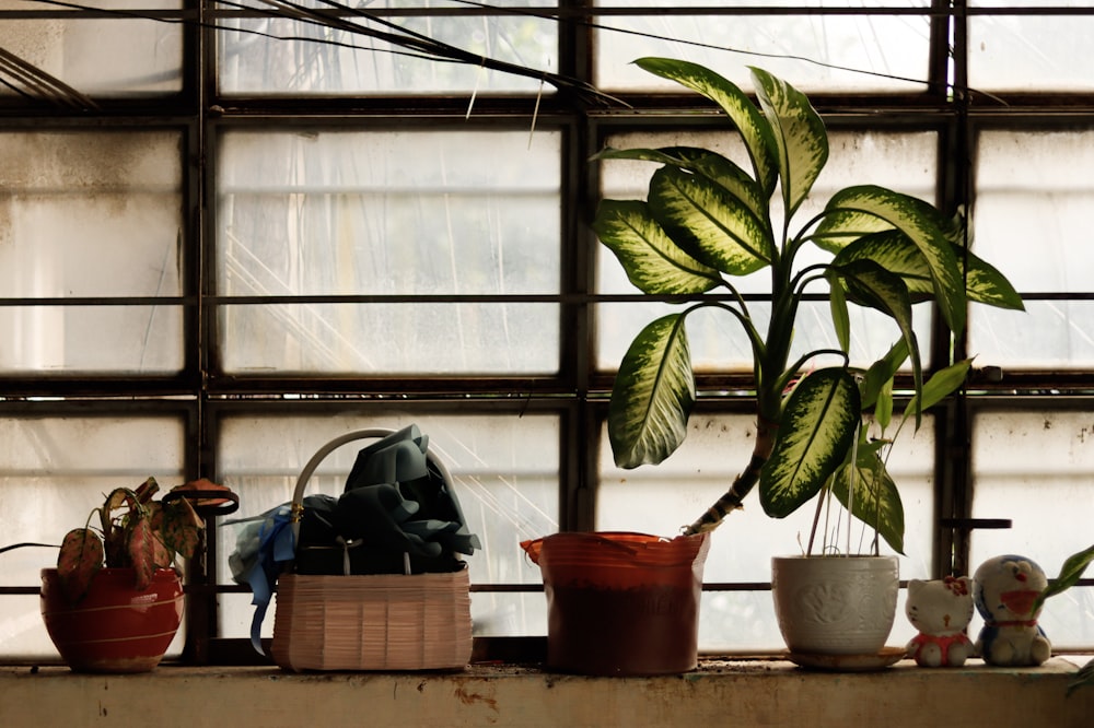 a plant in a window