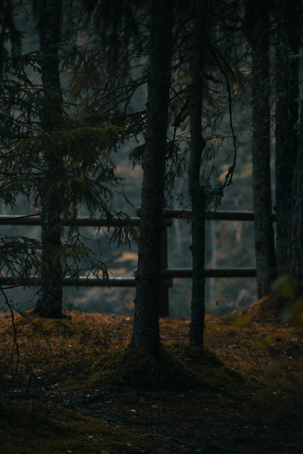 a group of trees next to a body of water