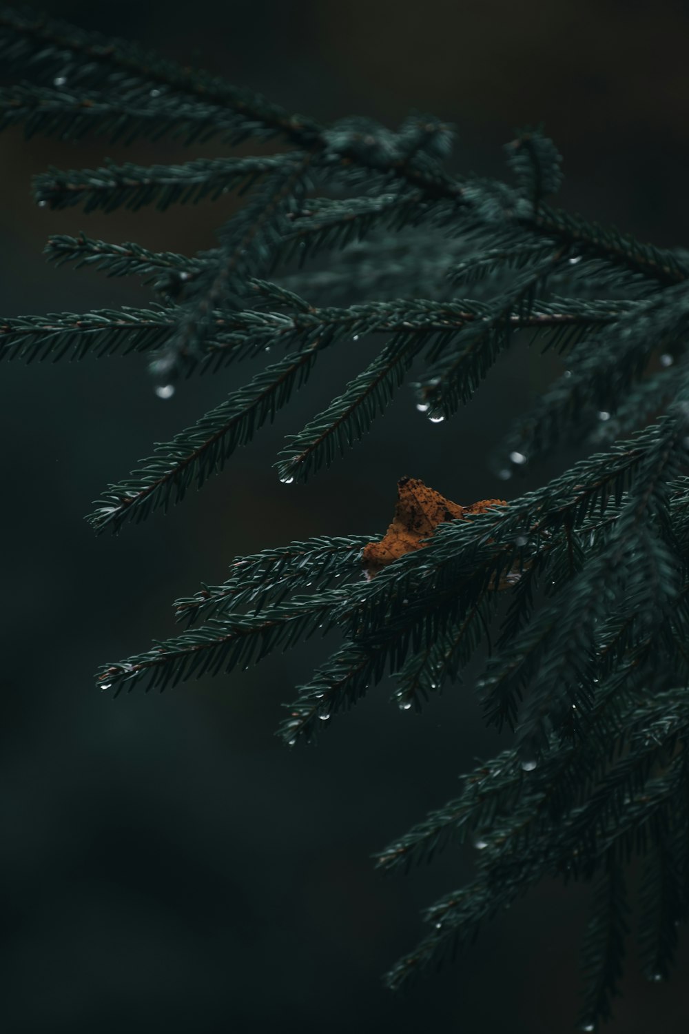 a close-up of a pine tree