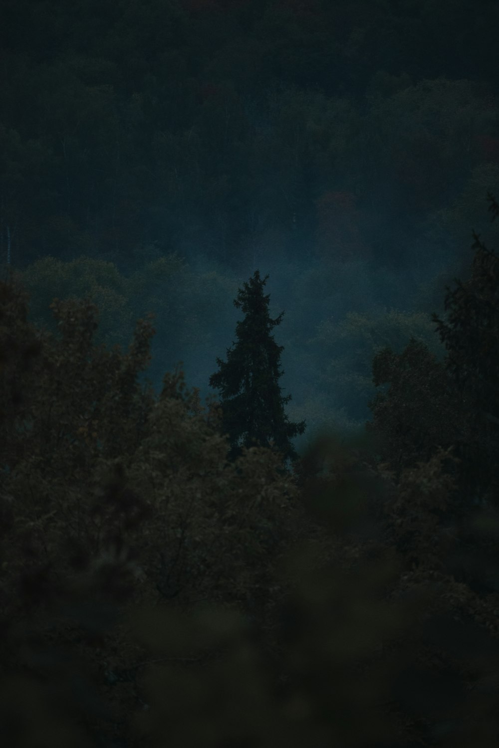 a forest at night
