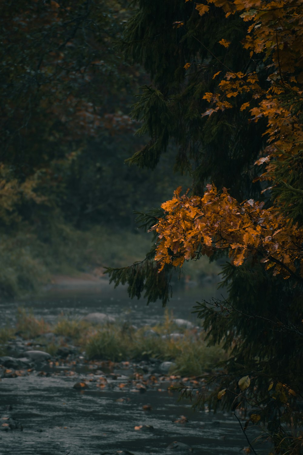 a river with trees around it