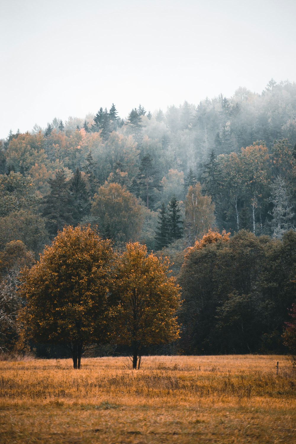 Ein Feld von Bäumen