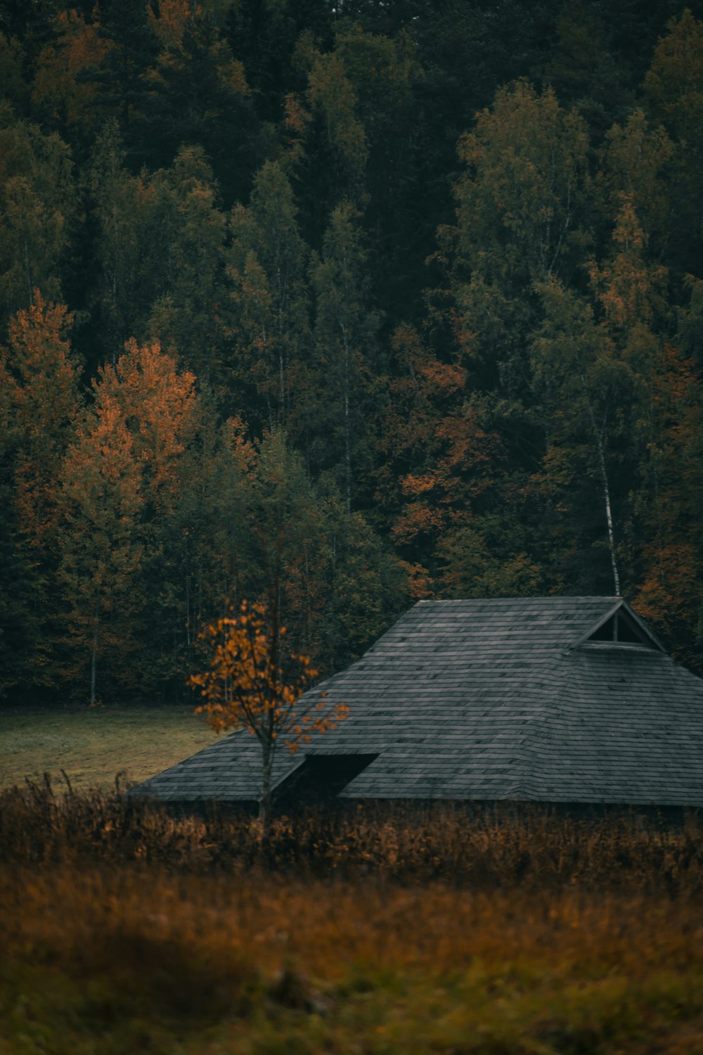 a house with trees around it