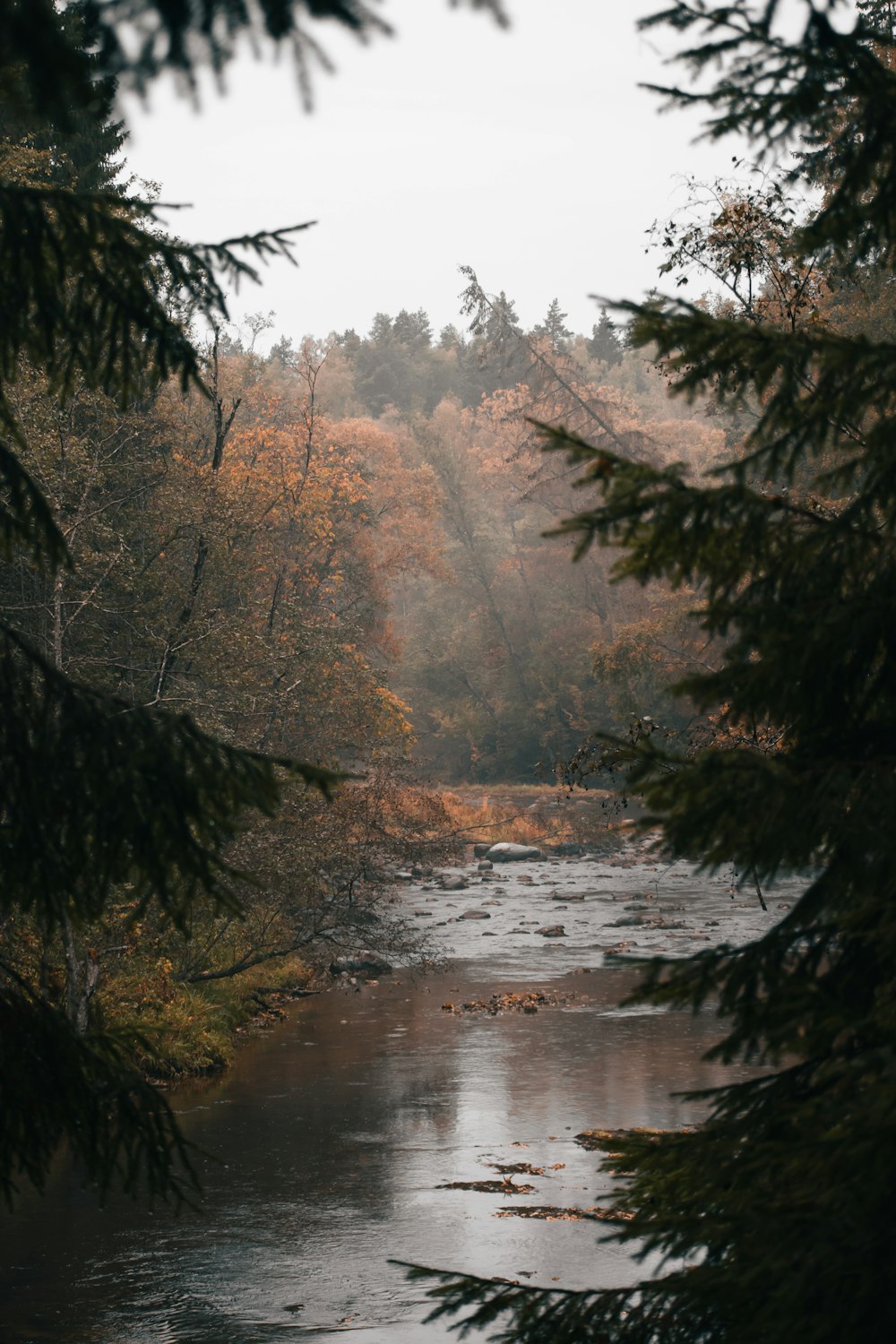 a river with trees on the side