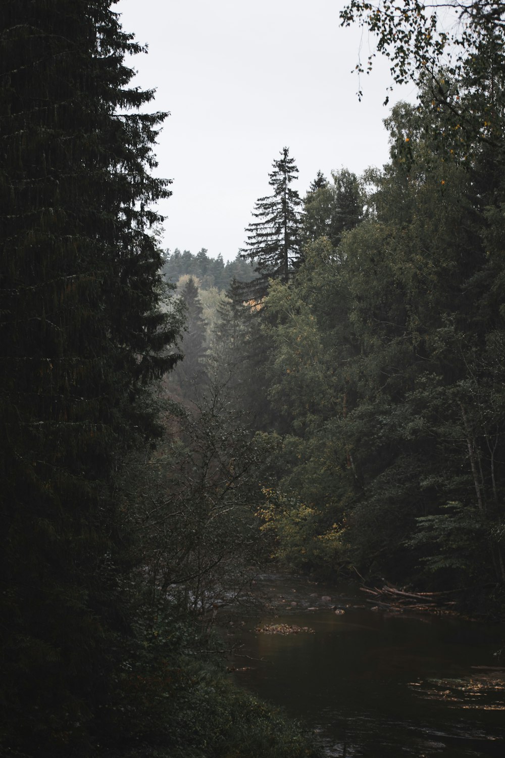 a river with trees on the side