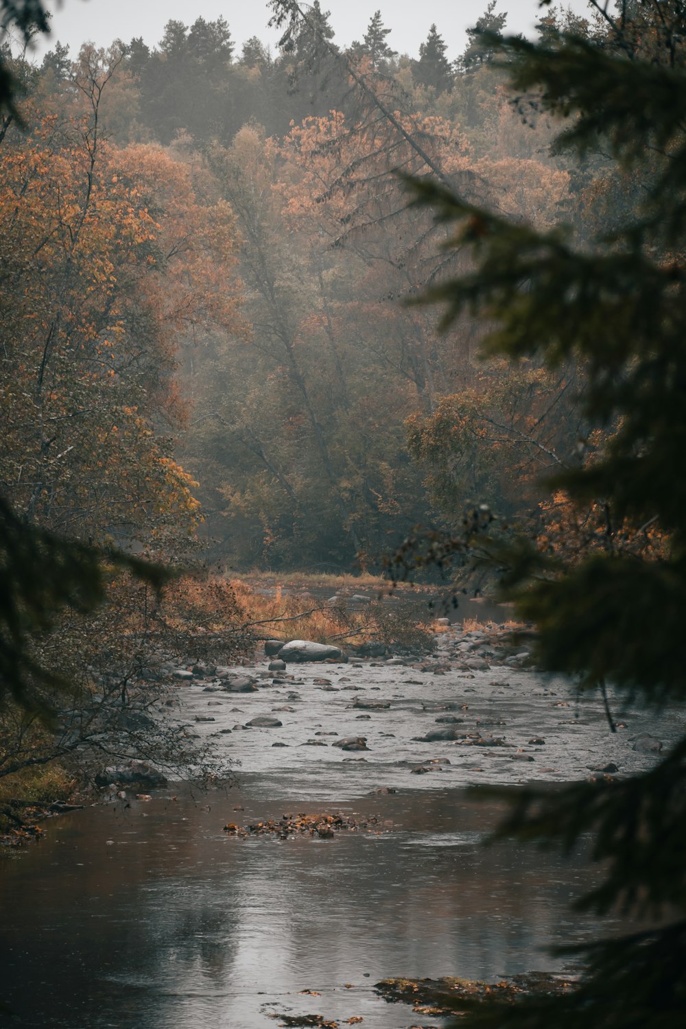 a river with trees on either side