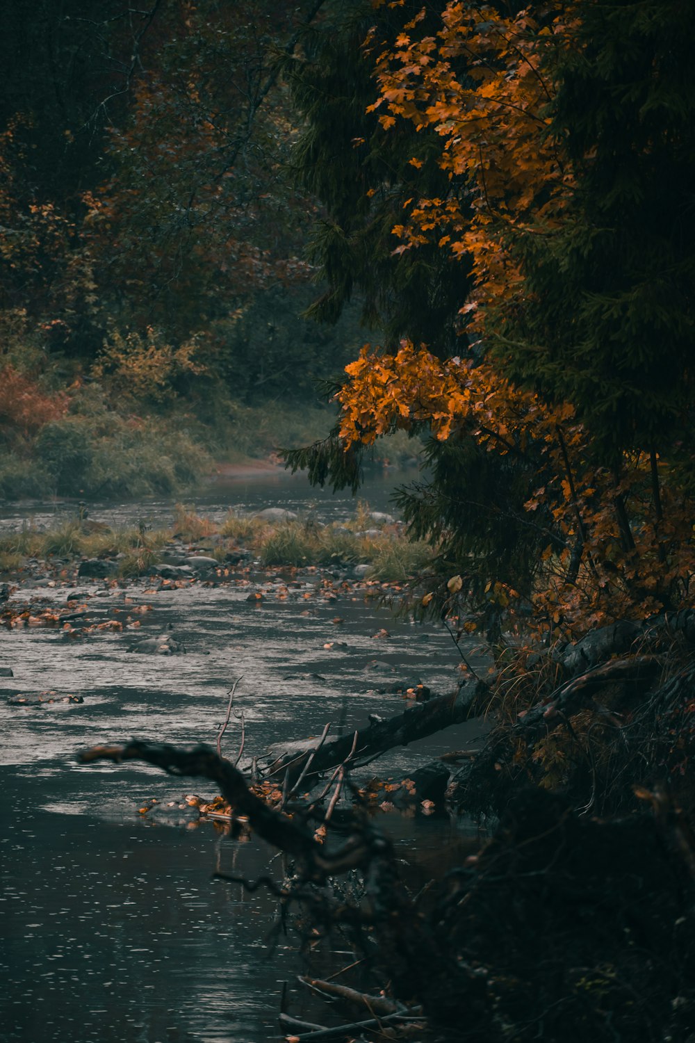 a river with trees around it