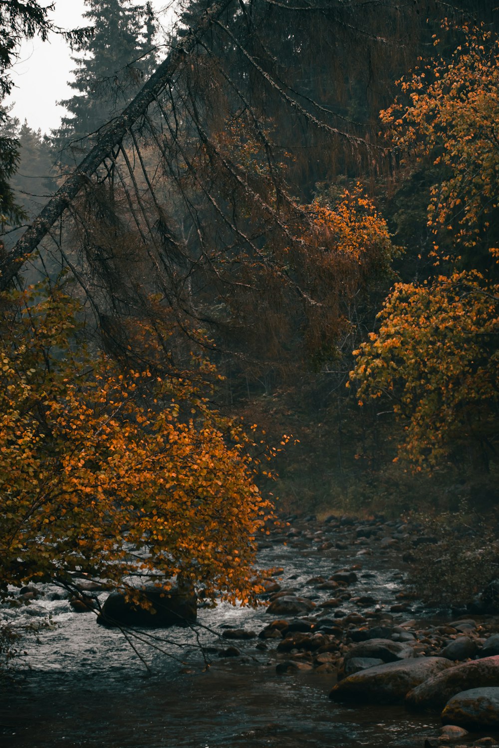 a river with trees around it