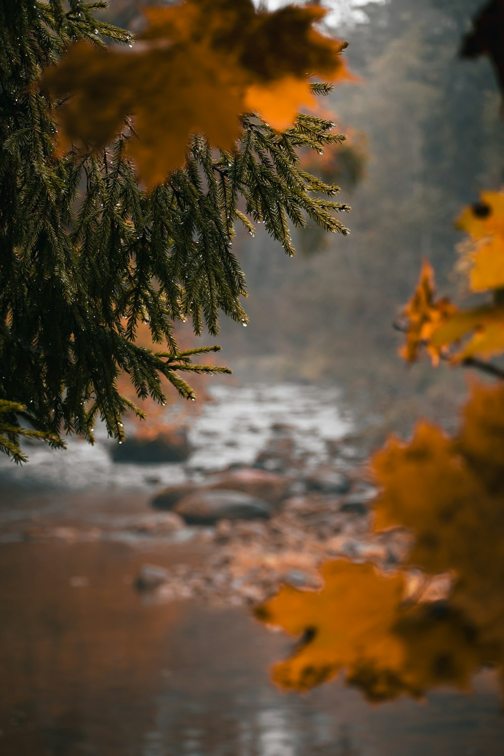 a tree with orange leaves