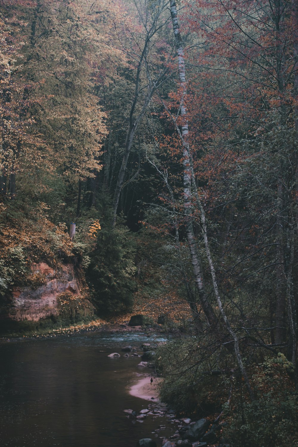 a river with trees around it