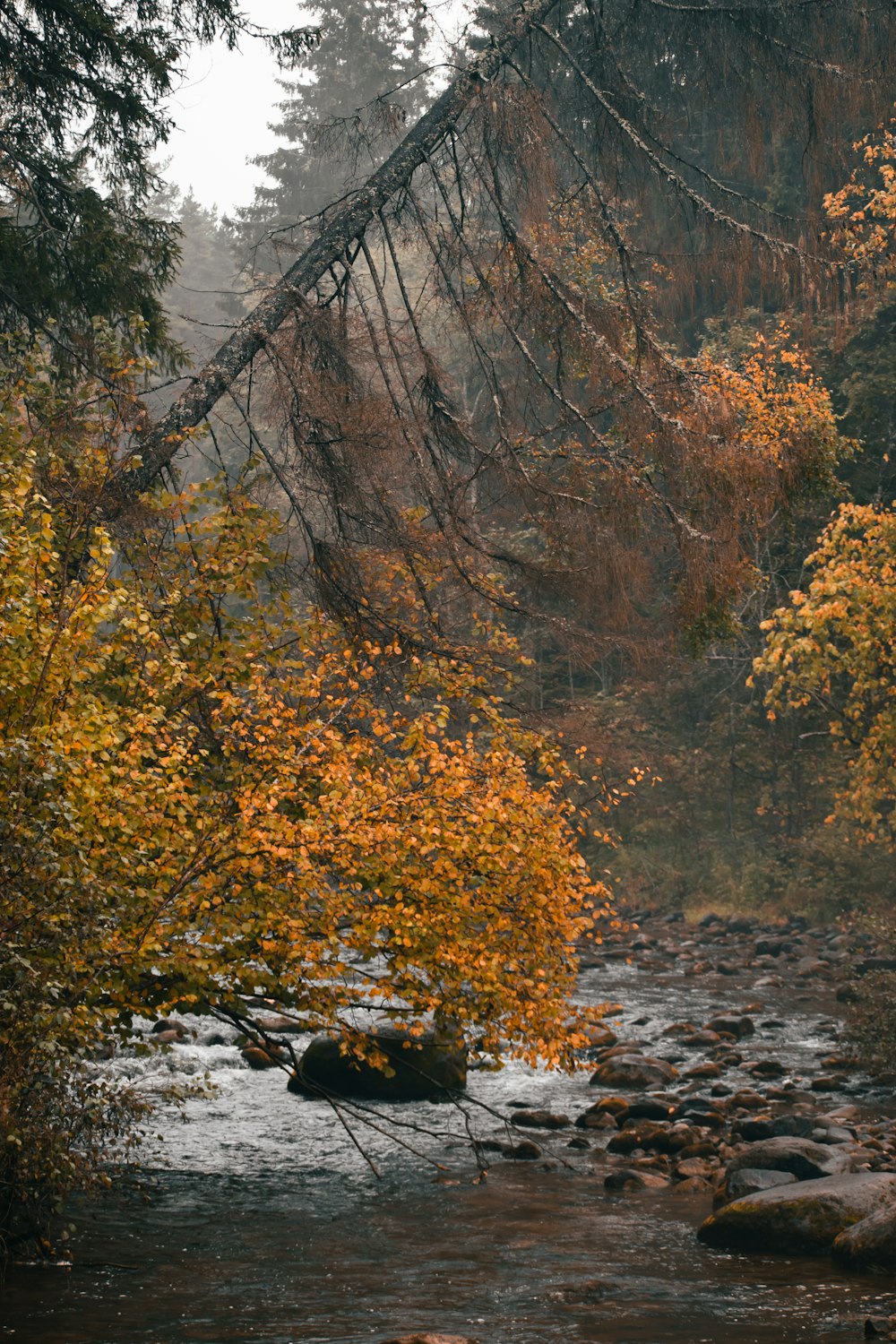 a river with trees around it