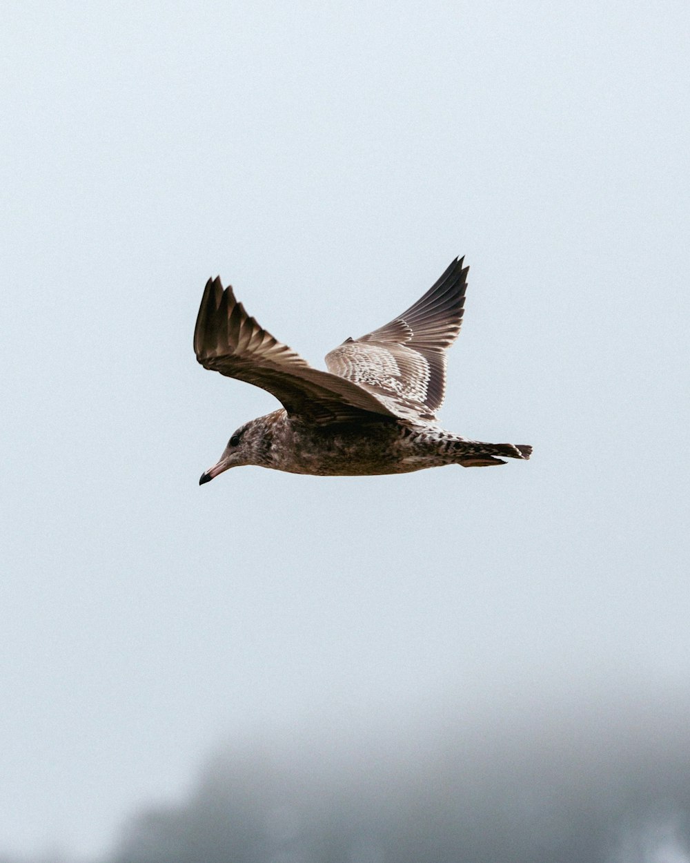 a bird flying in the sky